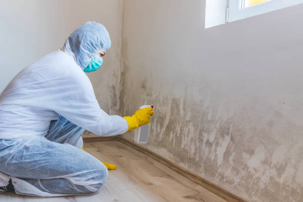Licensed Black Mold Removal service in Wenonah, NJ - WQB Mold Removal