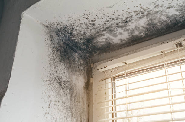 Affordable Black Mold Removal solutions in Wenonah, NJ